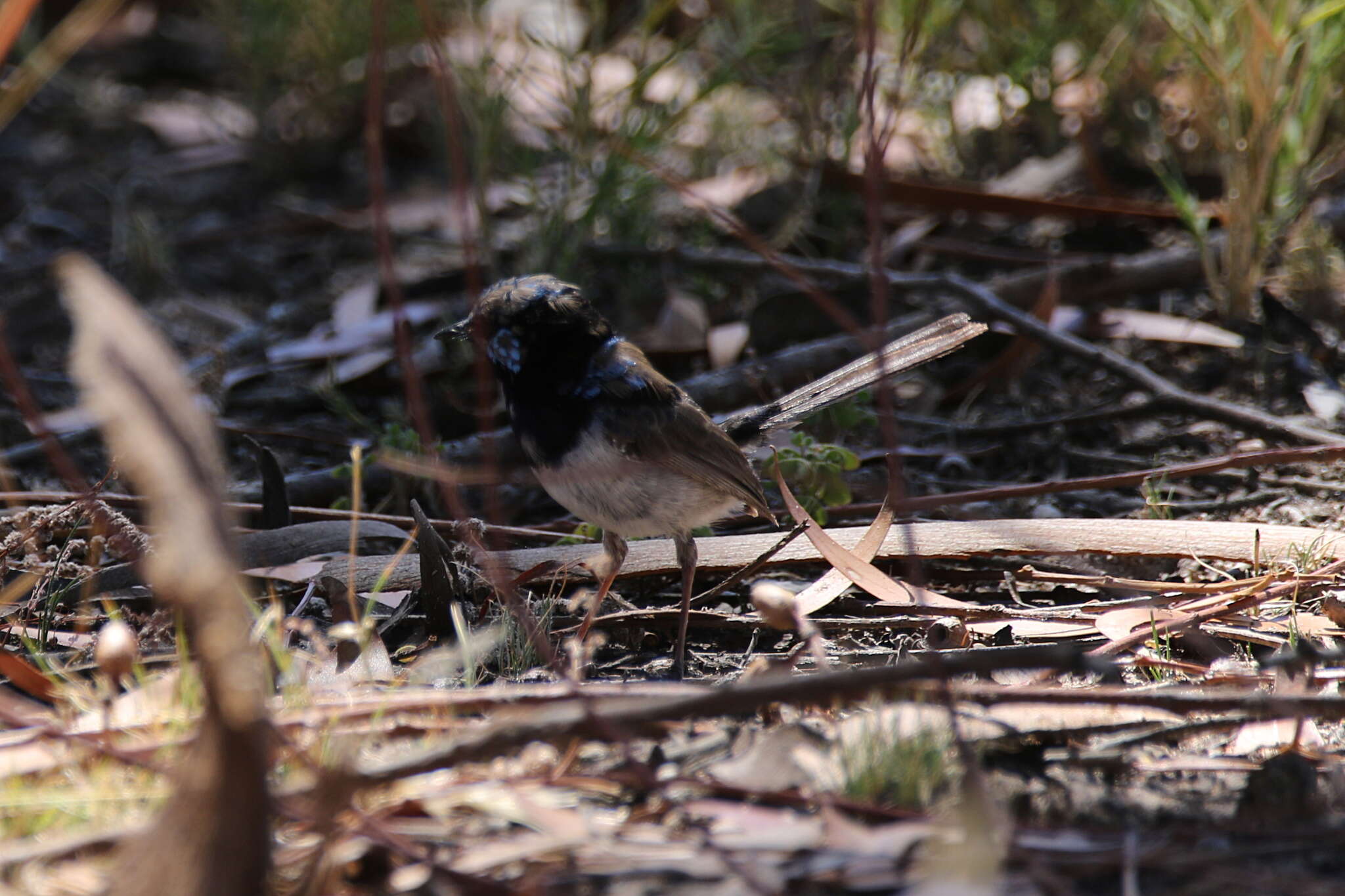 Image of Superb Fairy-wren