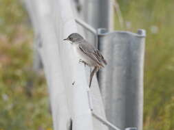 Image of Rüppell's Warbler