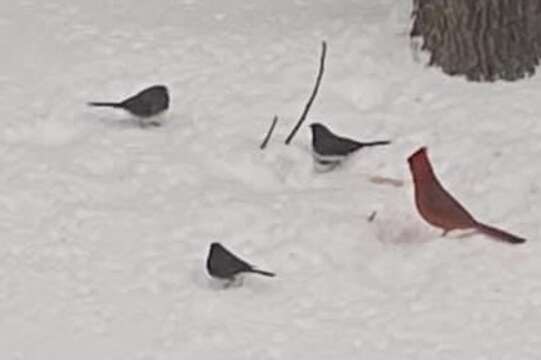 Sivun Cardinalis cardinalis cardinalis (Linnaeus 1758) kuva