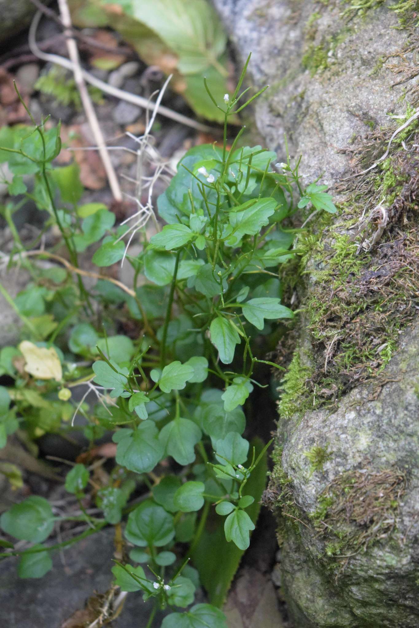 Image of Cardamine scutata Thunb.