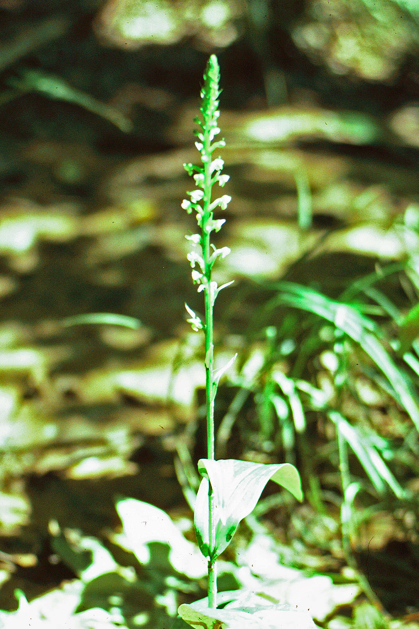 Image of palegreen orchid