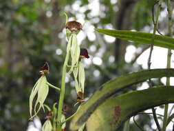 Слика од Prosthechea cochleata (L.) W. E. Higgins