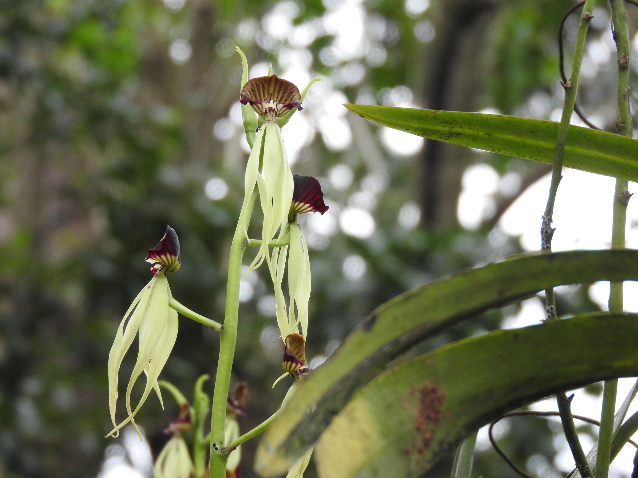 Слика од Prosthechea cochleata (L.) W. E. Higgins