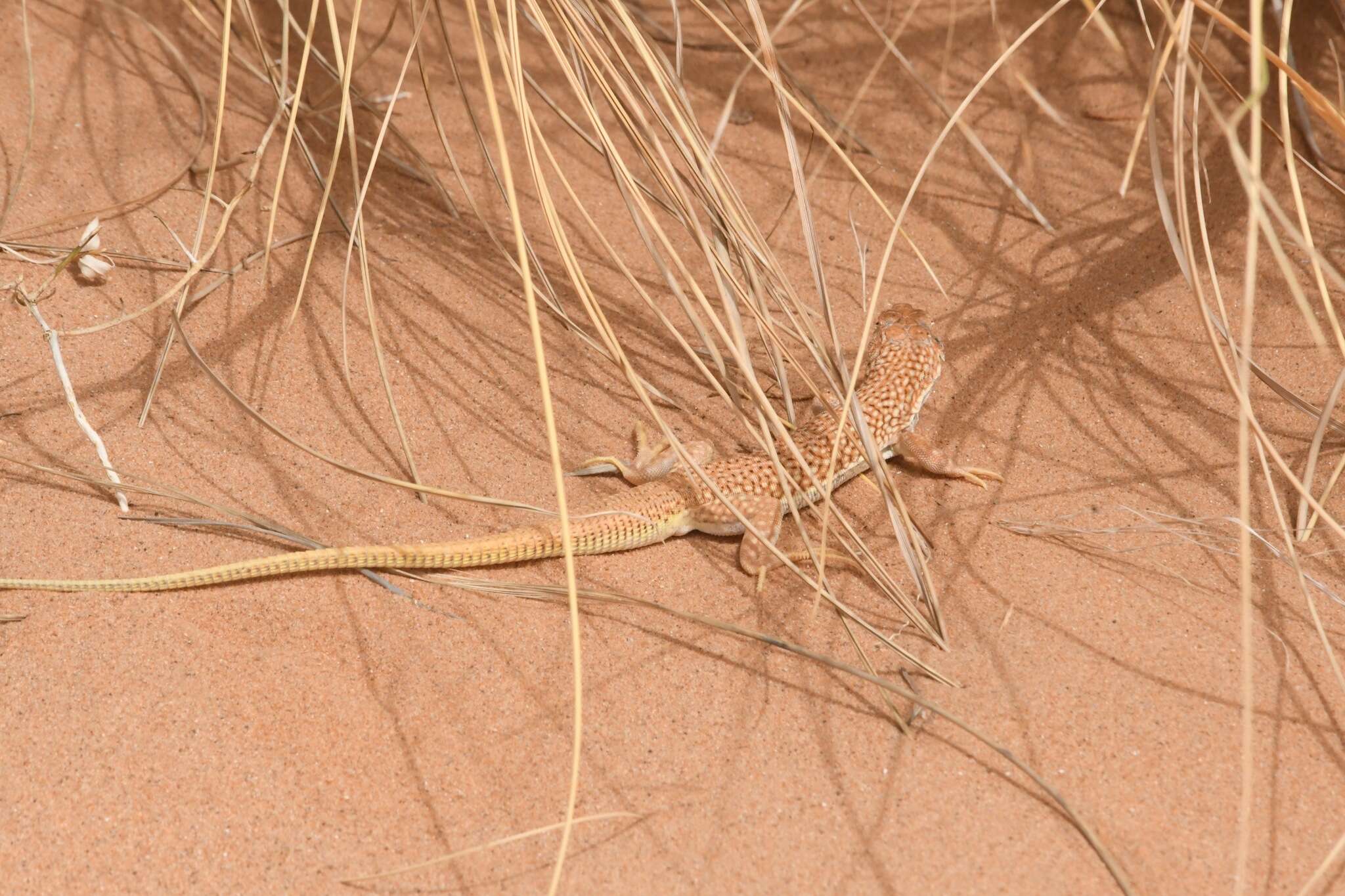 Plancia ëd Acanthodactylus dumerilii (Milne-edwards 1829)