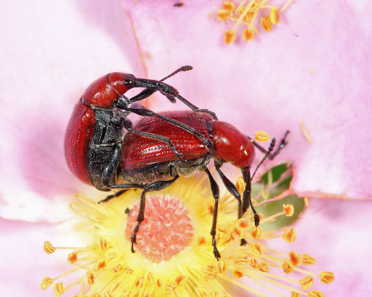 Image of Rose Curculio