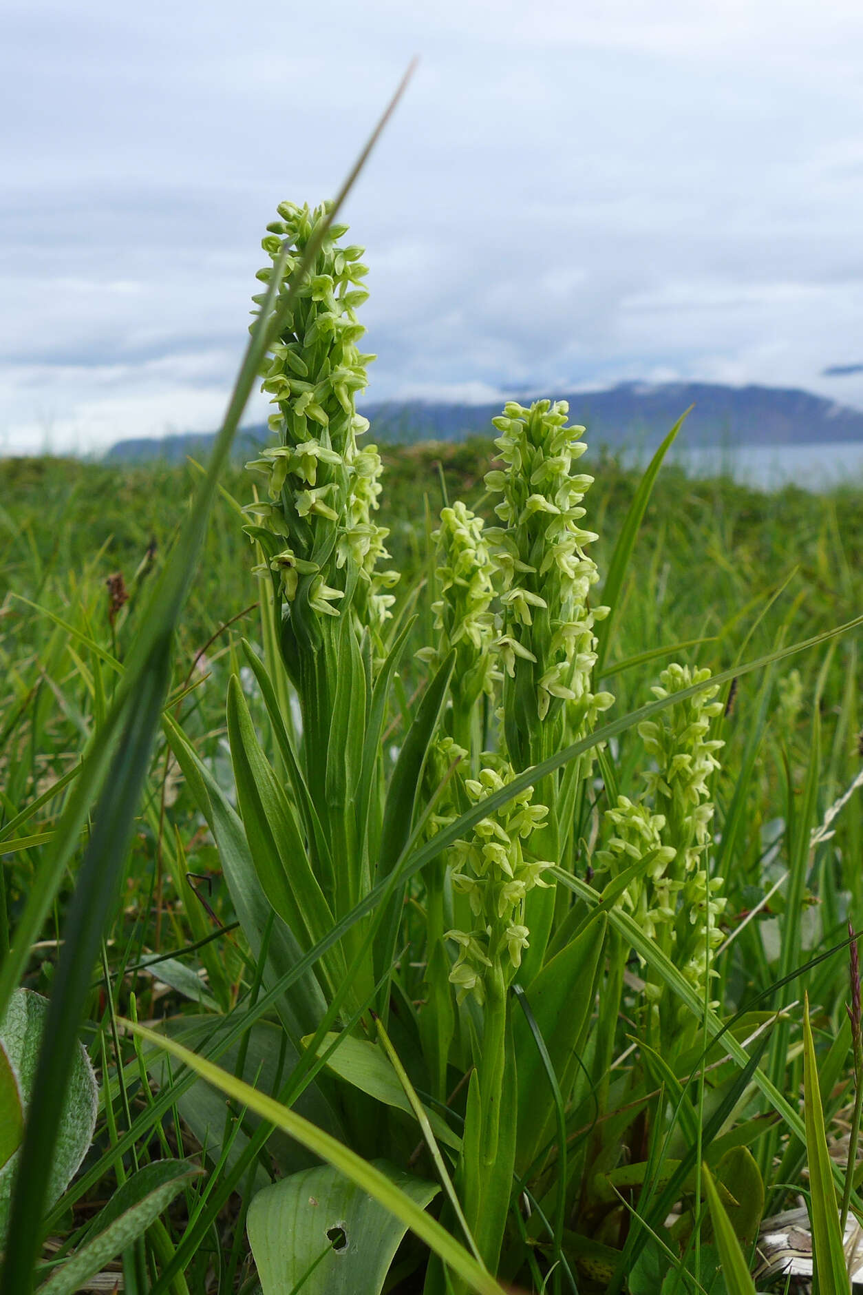 Image of palegreen orchid