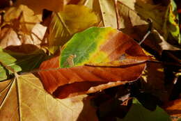 Sivun Stigmella tityrella (Stainton 1854) Hering 1957 kuva