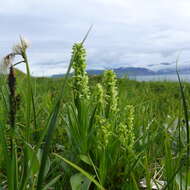 Image of palegreen orchid