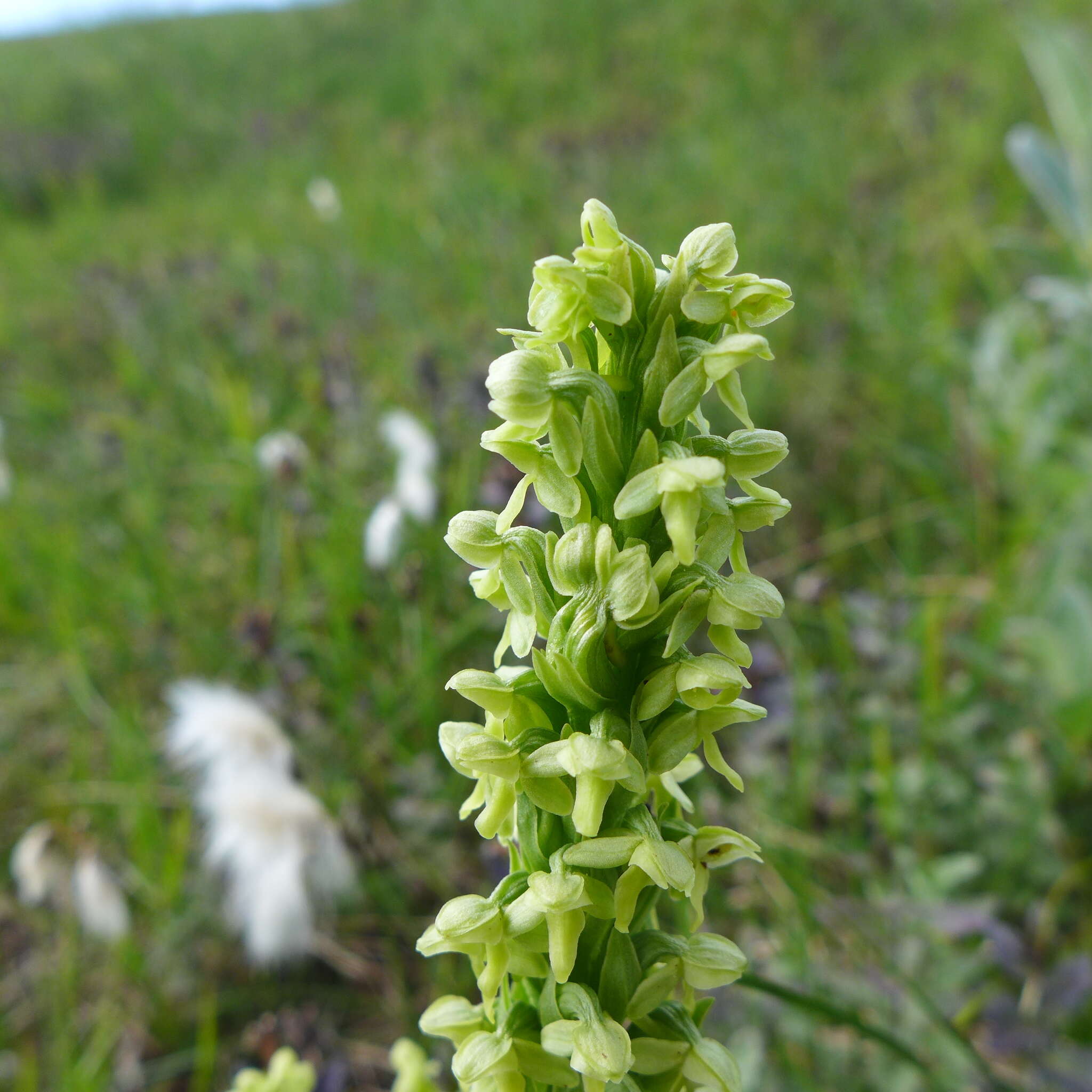 Image of palegreen orchid