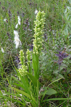 Image of palegreen orchid