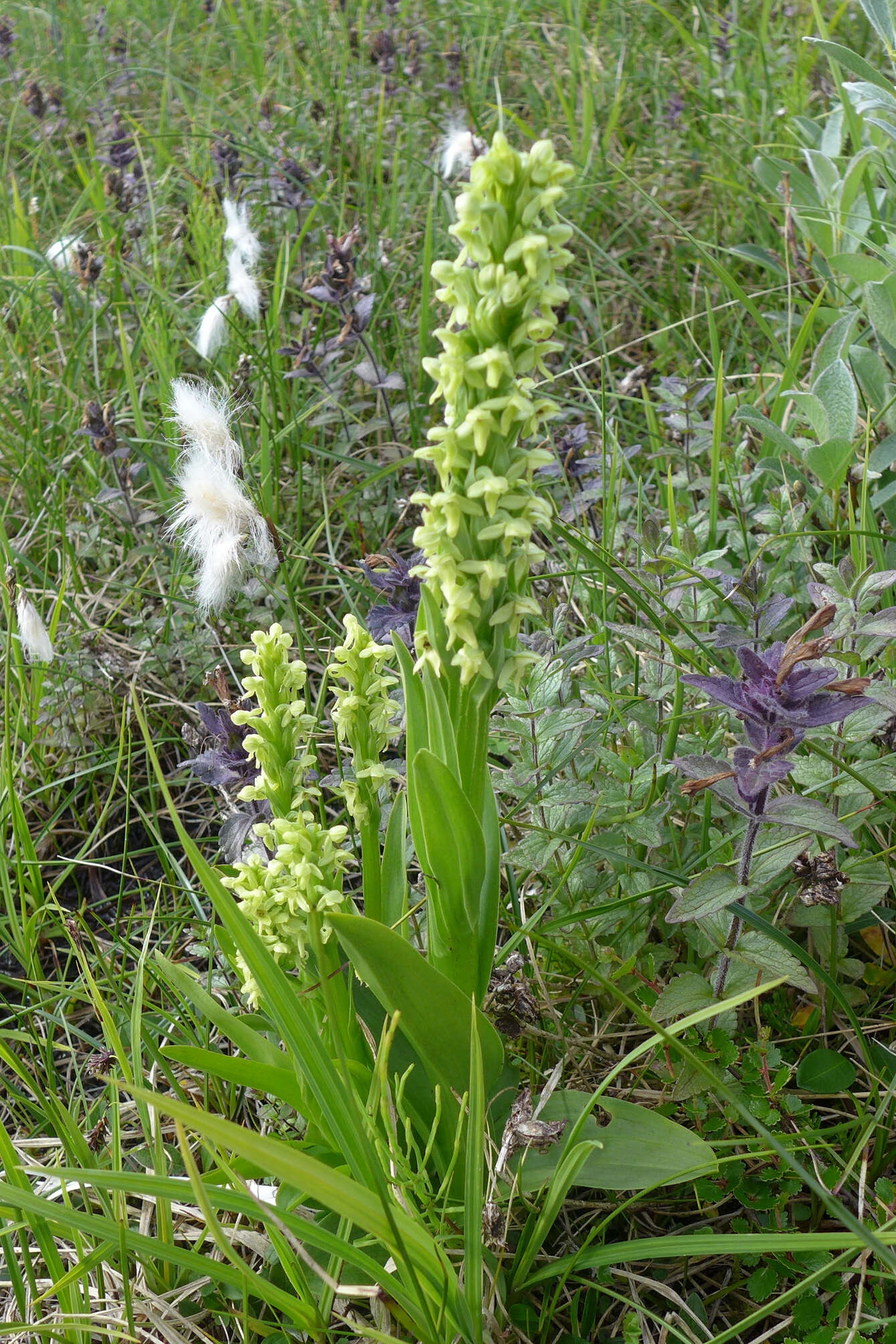 Image of palegreen orchid