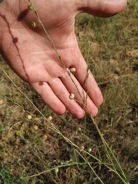 Image of Asian flax