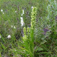 Image of palegreen orchid