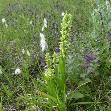 Image of palegreen orchid