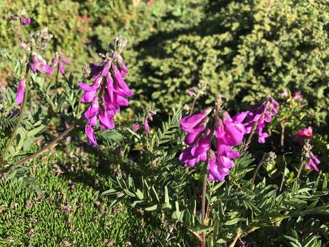 Plancia ëd Hedysarum hedysaroides (L.) Schinz & Thell.