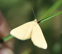 Image of Drab looper moth