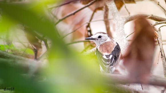 Image of Pied Water Tyrant