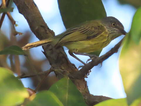 Image of Spotted Tody-Flycatcher