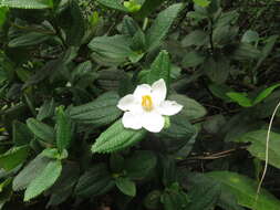 Image of Mt. Cerrote angleflower
