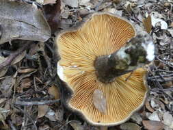 صورة Lactifluus sepiaceus (McNabb) Stubbe 2012