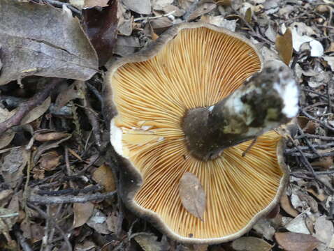 Image de Lactifluus sepiaceus (McNabb) Stubbe 2012