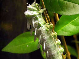 Image of atlas moth