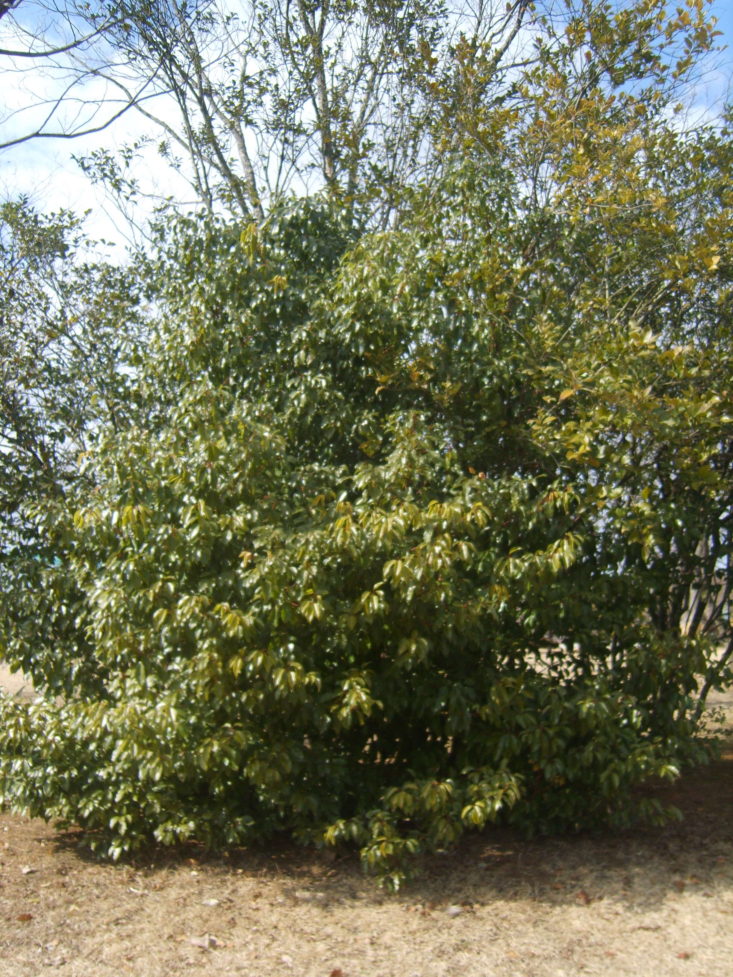 Image of Japanese privet