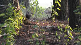 Image of Hooded and Striped Skunks