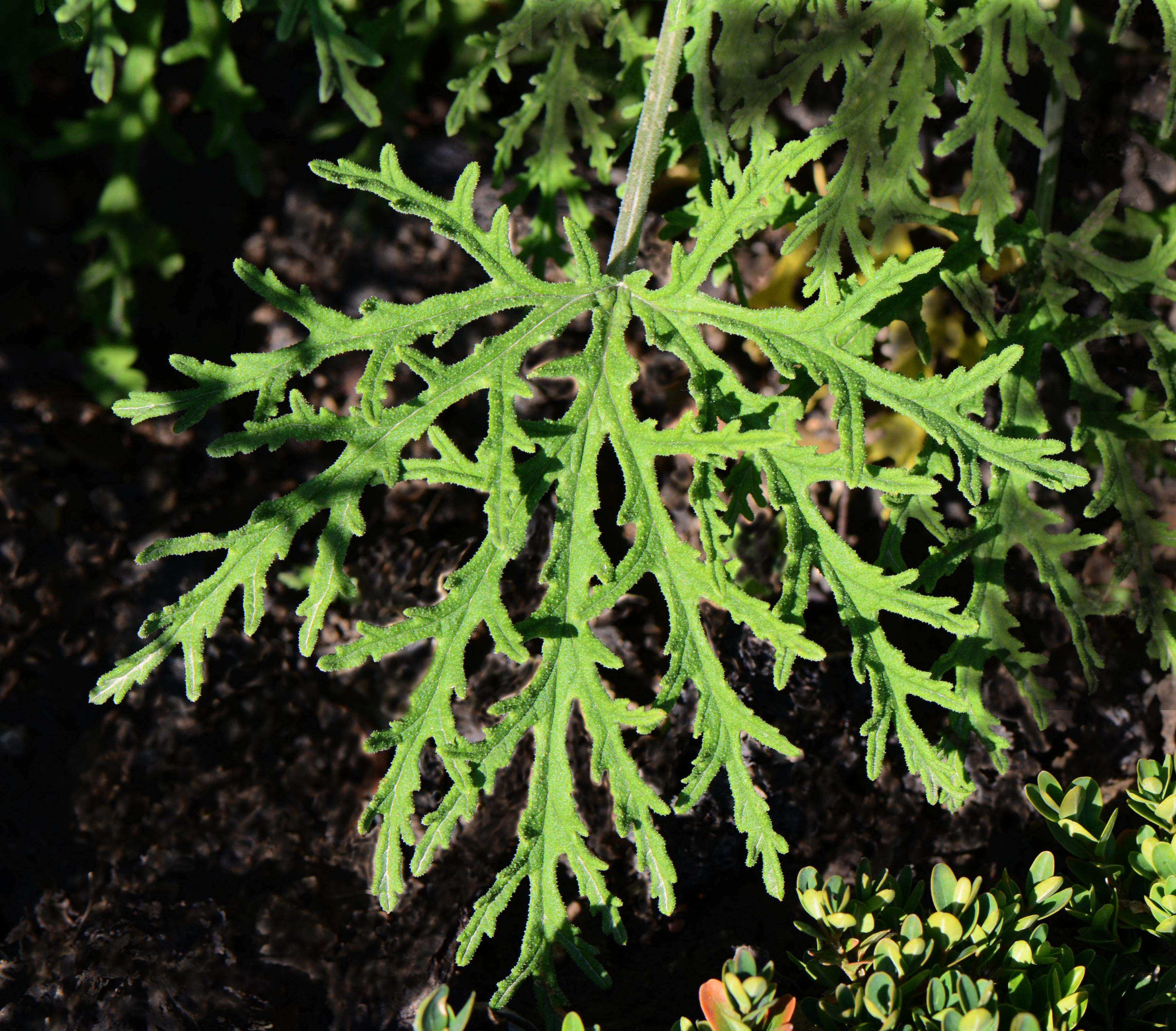 Image of rasp-leaf pelargonium