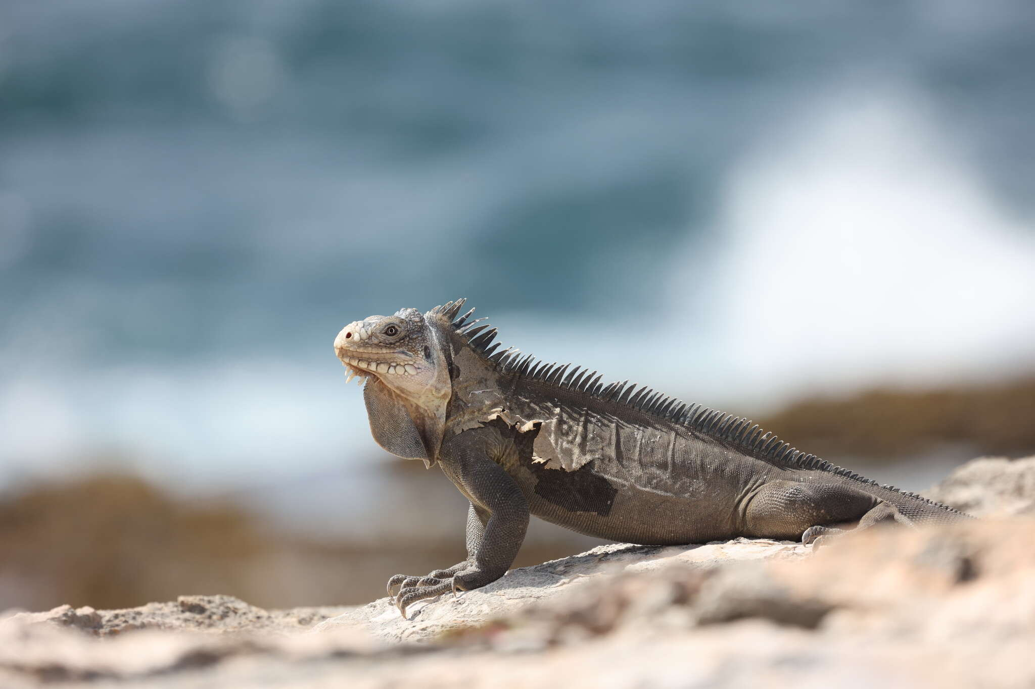 Imagem de Iguana delicatissima Laurenti 1768