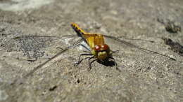 Image of White-faced Meadowhawk