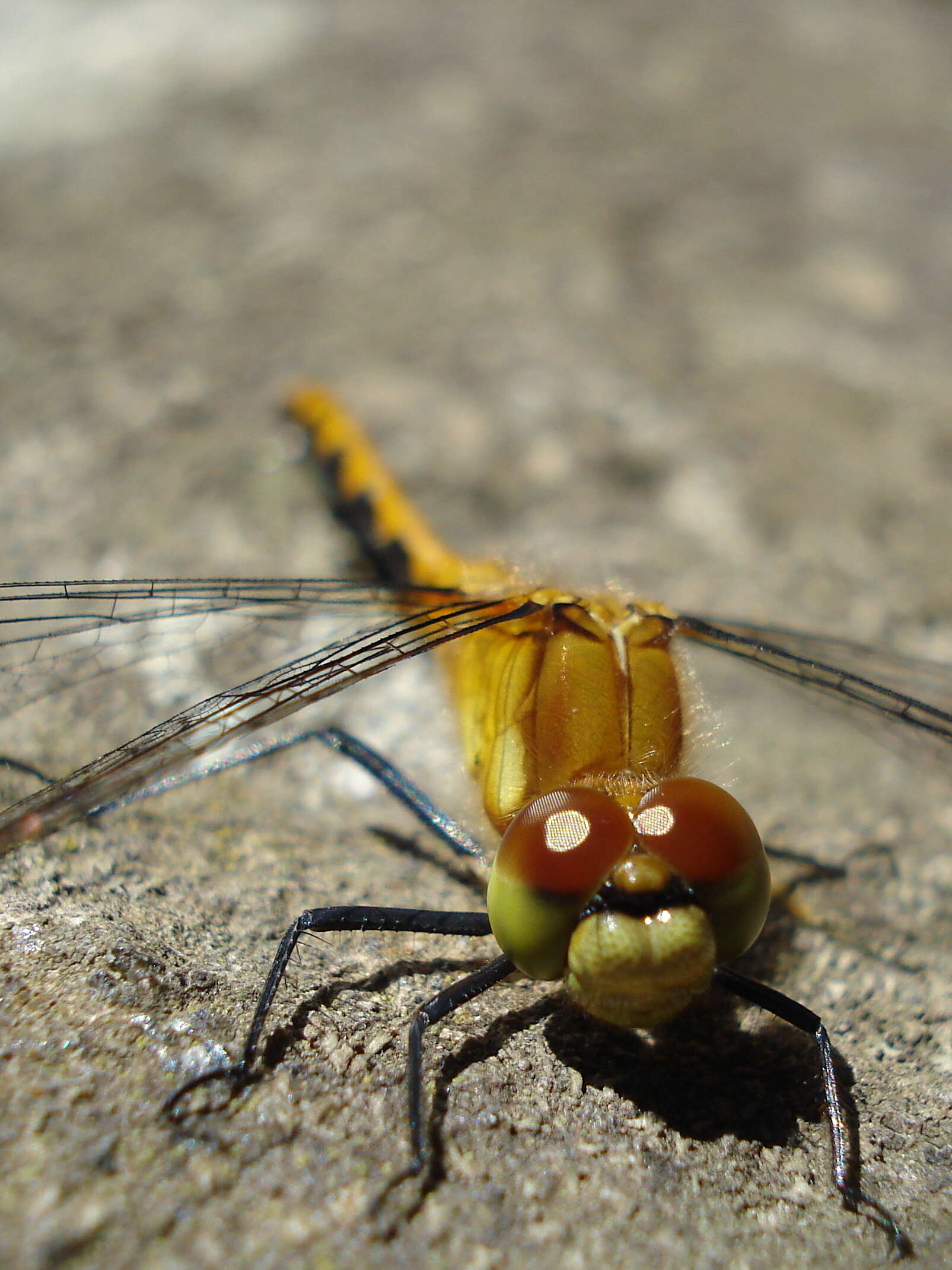 Image of White-faced Meadowhawk