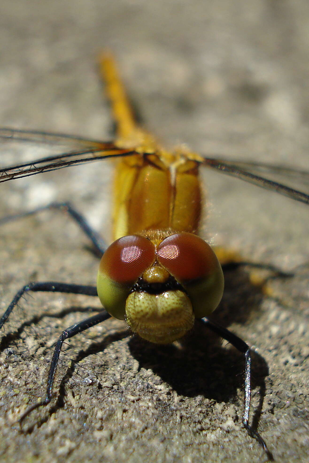 Image of White-faced Meadowhawk