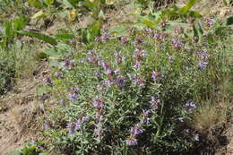 Image of Dracocephalum integrifolium Bunge