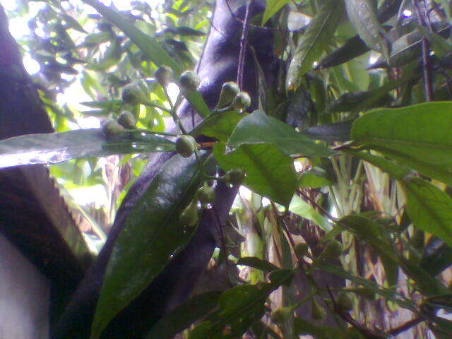 Image of Java plum