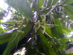 Image of Java plum