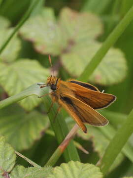 Image of lulworth skipper