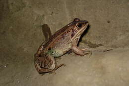 Sivun Lithobates sylvaticus (Le Conte 1825) kuva