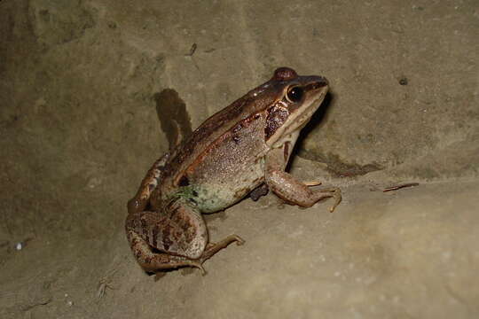 Lithobates sylvaticus (Le Conte 1825) resmi