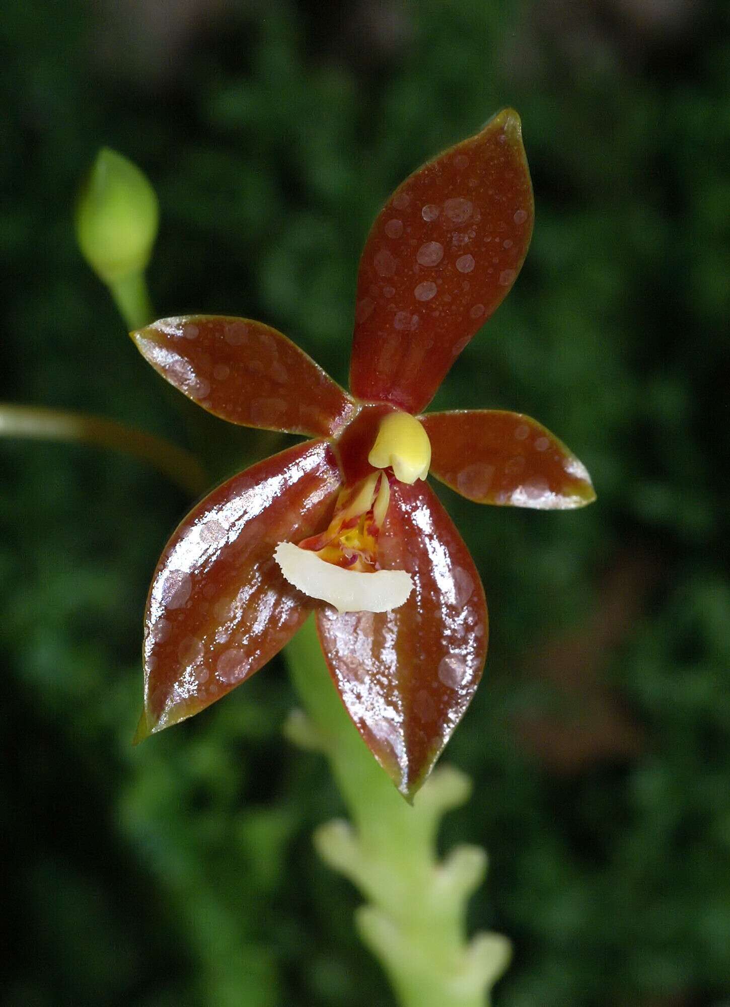 Imagem de Phalaenopsis cornu-cervi (Breda) Blume & Rchb. fil.