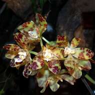 Image of Phalaenopsis doweryensis Garay & Christenson