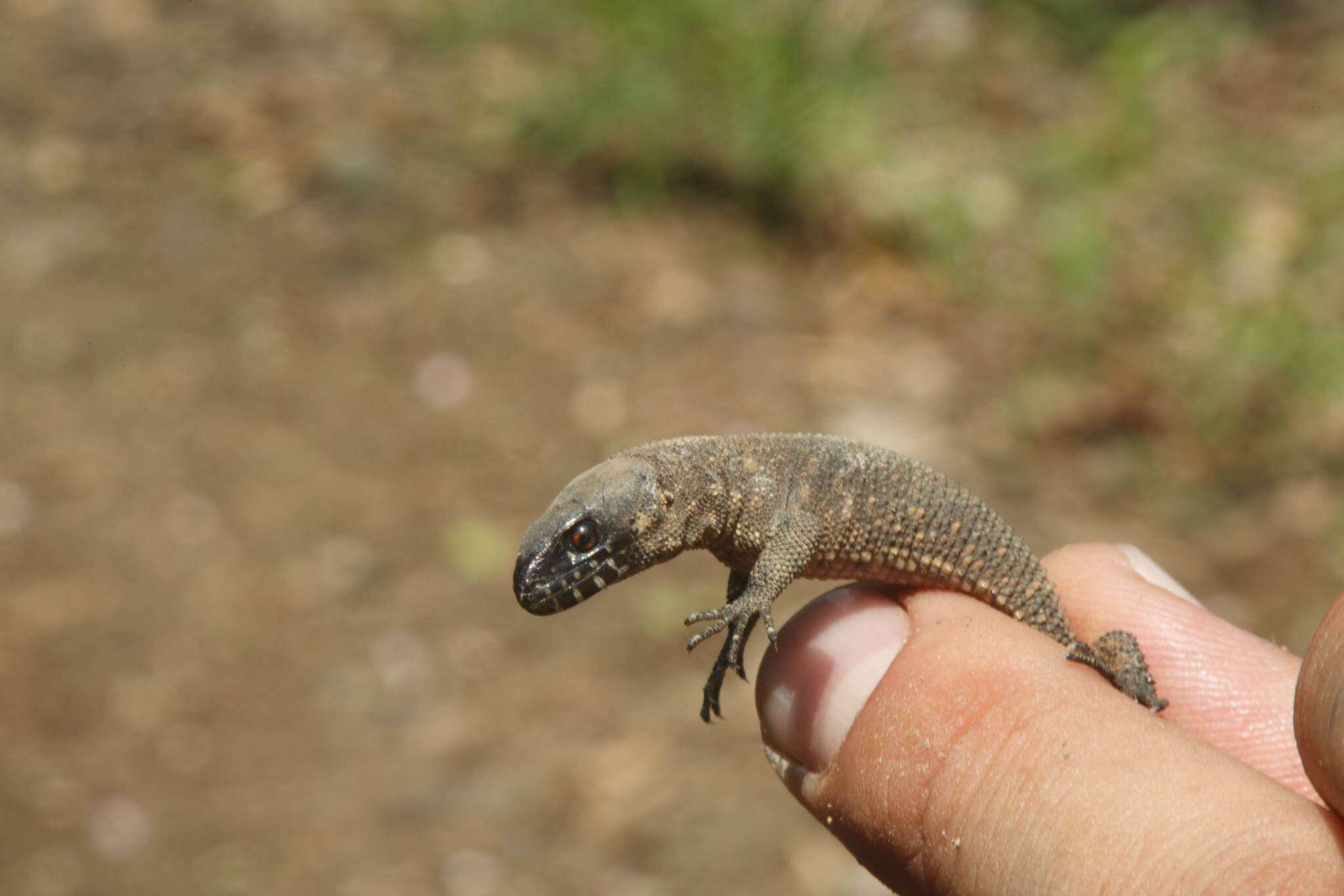 Image of Tuxtla Tropical Night Lizard