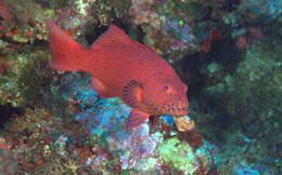 Image of Highfin coralgrouper