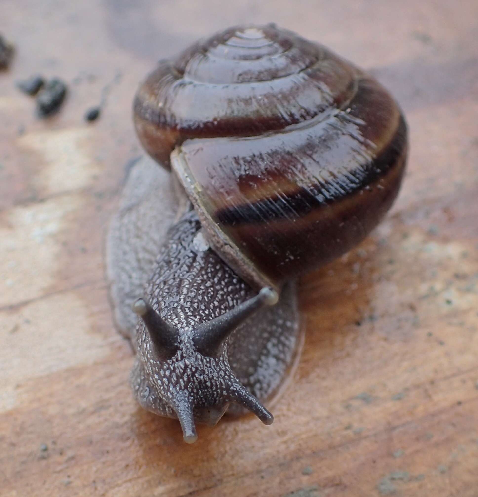 Image of <i>Helminthoglypta sequoicola consors</i> S. S. Berry 1938