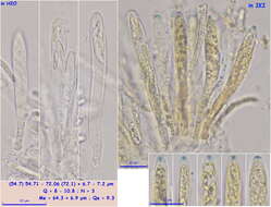 صورة Tapesia lividofusca (Fr.) Rehm 1891