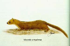 Слика од Mustela strigidorsa Gray 1853