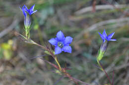 Image of Gentiana manshurica Kitagawa