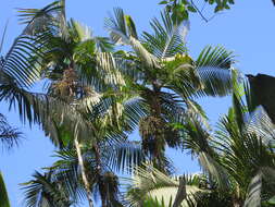 Image of Sierran palm