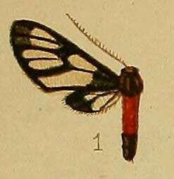 Image of Amata hemiphoenica Hampson 1910