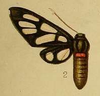 Image of Amata miozona Hampson 1910